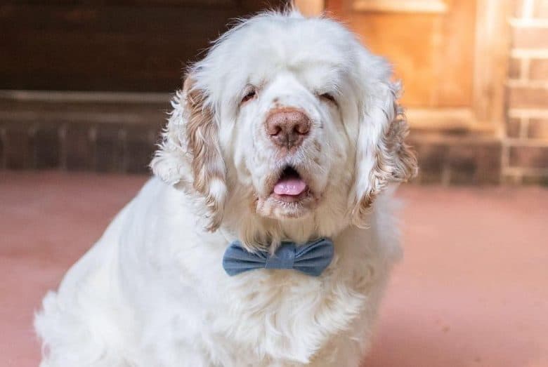 un perro de Aguas de Clumber peludo que lleva una pajarita azul claro sentado