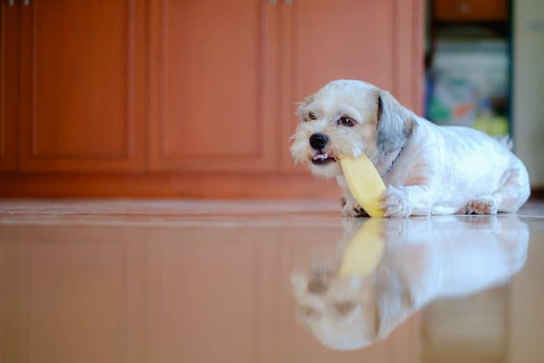 a Shih Tzu laying on the floor while biting a mango seed