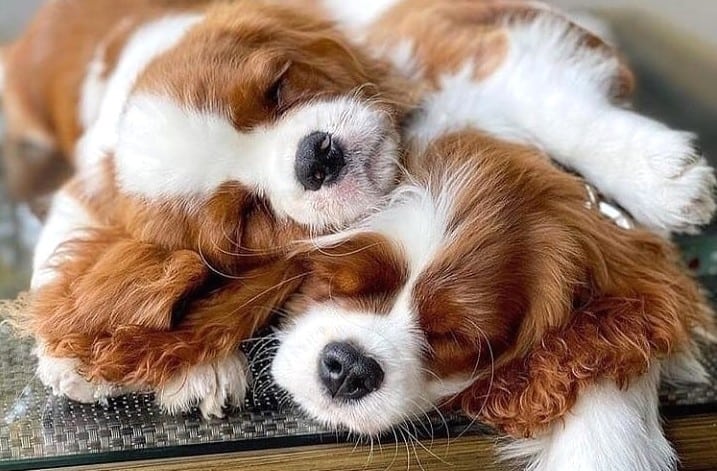 cavalier sleeping on top of another cavalier