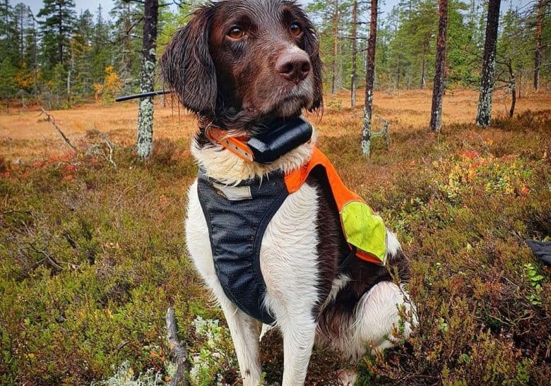 Un pequeño Munsterlander con un chaleco colorido para perros