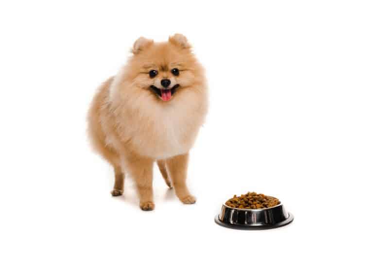 A Pomeranian with a filled dog bowl