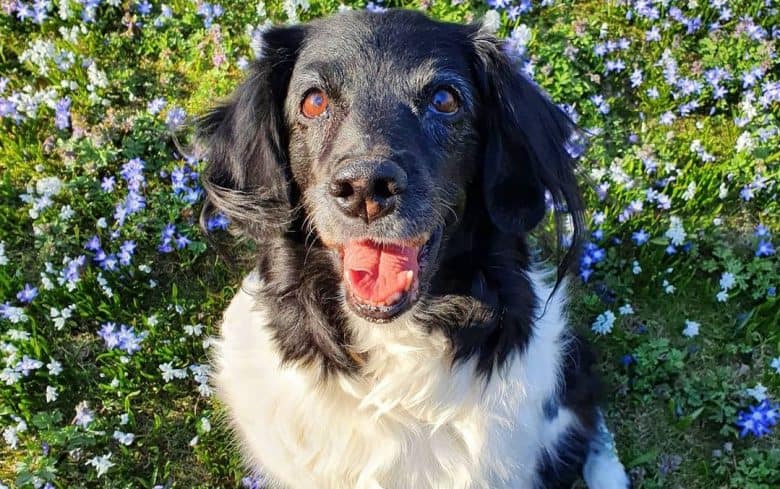 un Spaniel Stabyhoun feliz sentado en un jardín con flores azules