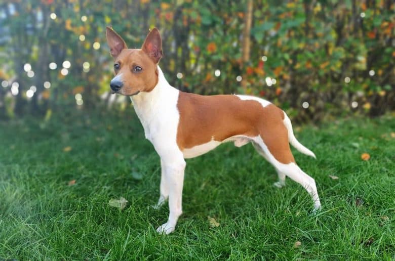 a standard Rat Terrier standing on a grass field