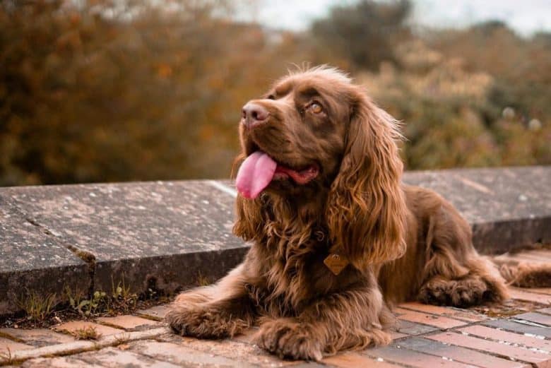 a photogenic brown Sussex Spaniel looking up while laying on brick road