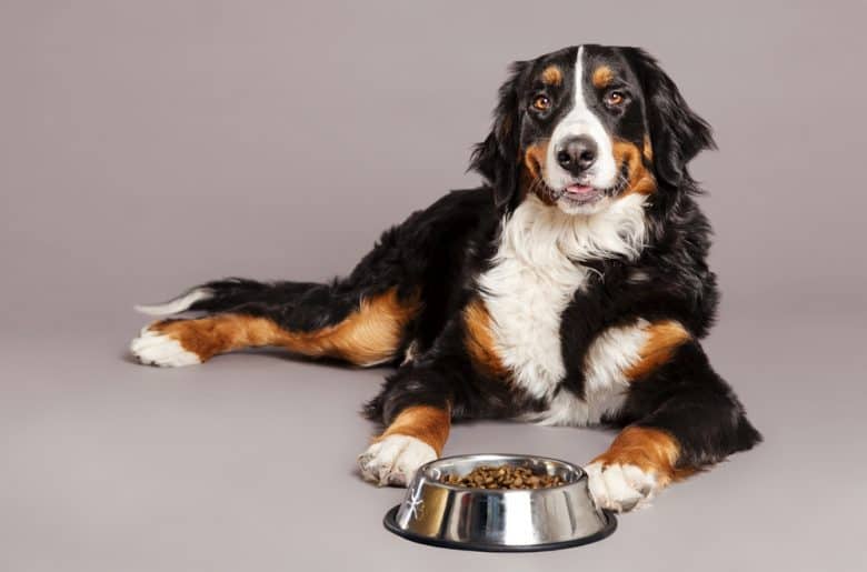 A Swiss Mountain dog with a food bowl