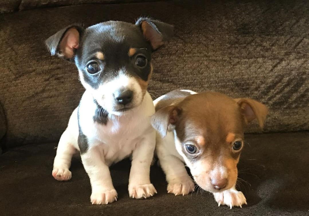 Meet The Rat Terrier An Adorable and Energetic Companion K9 