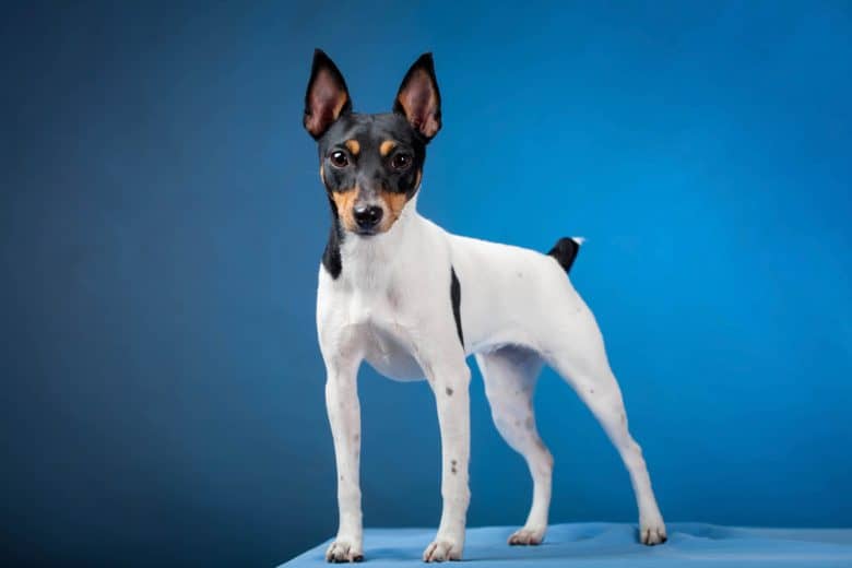 a portrait of a strong Toy Fox Terrier