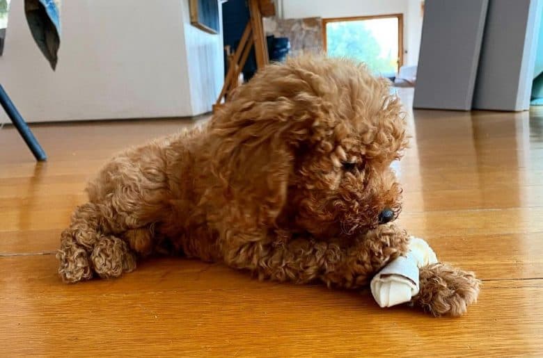 A Toy Poodle adoring its bone treat