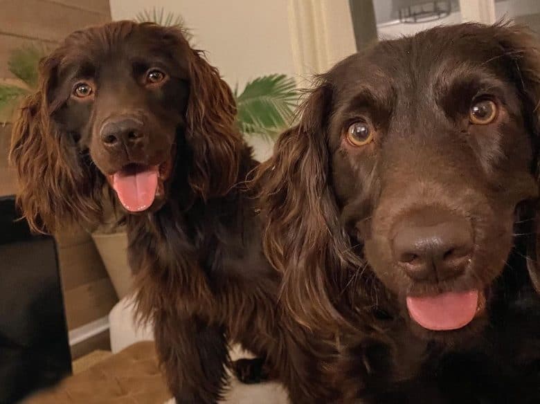 two brown Boykin Spaniels with tongue out