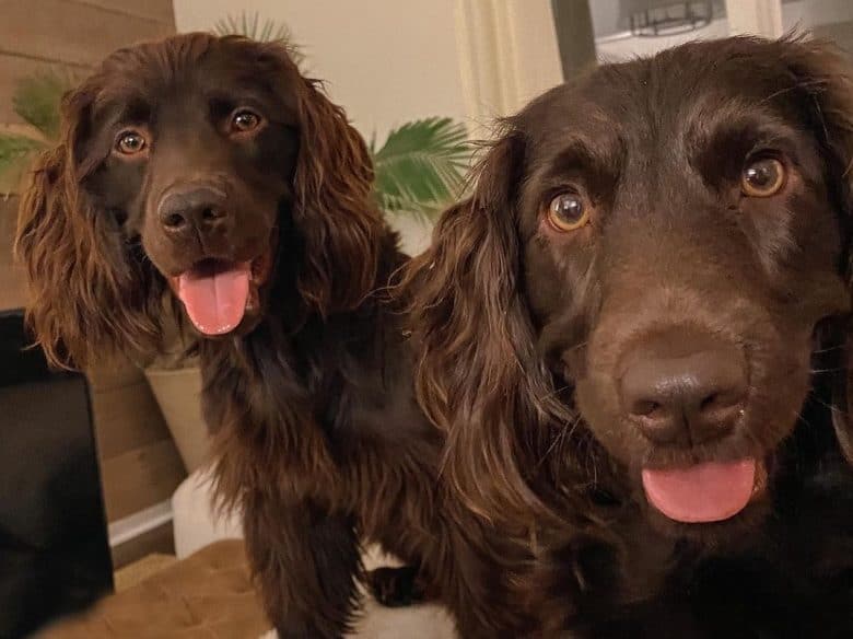 dos Boykin Spaniel marrones con lengua afuera