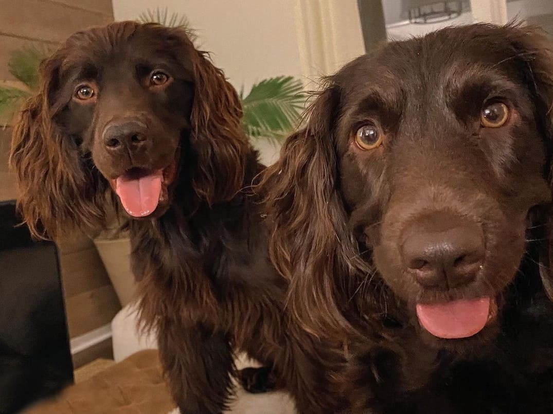 Types Of Spaniels: 27 Different Types Of Spaniel Dogs – VNJQN