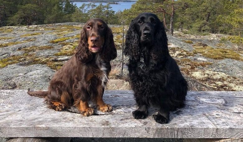 dos Perros de aguas de campo sentados en una tabla de madera