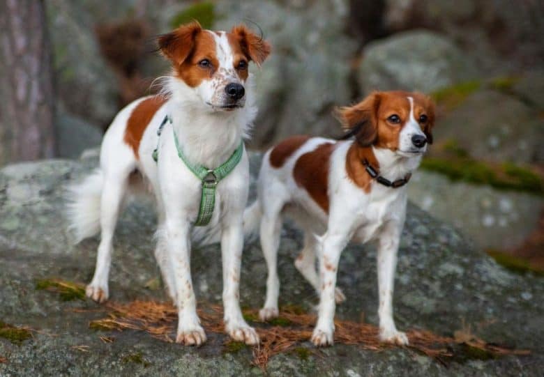 dos Kooikerhondje Spaniel de pie sobre una roca