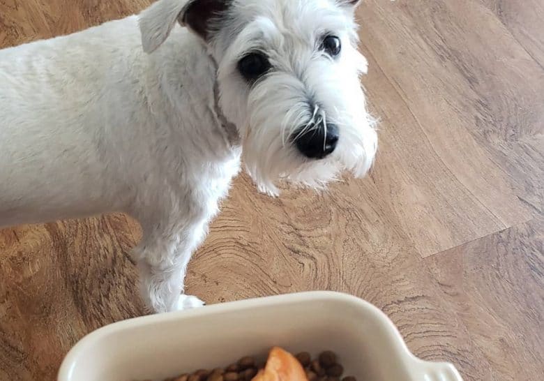 a Schnauzer looking at her meal 