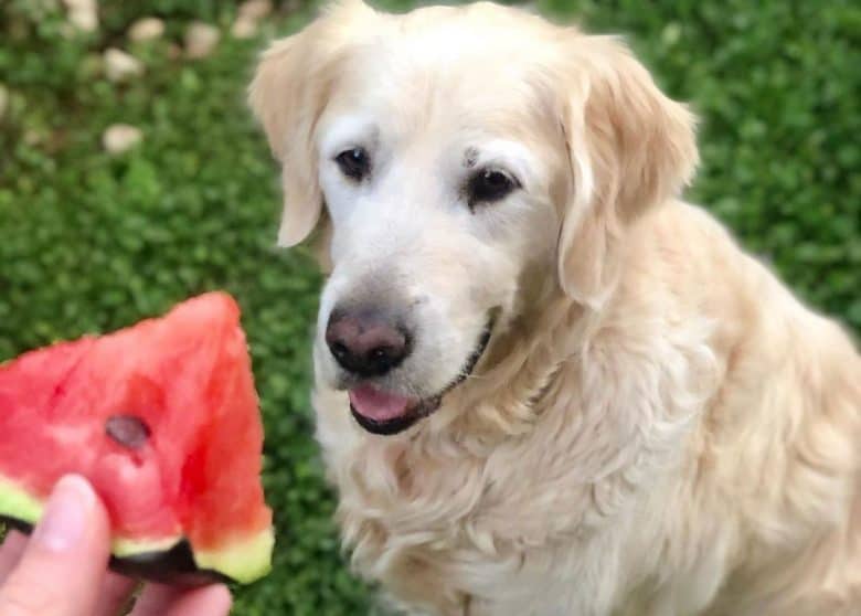 Golden Retriever dog loves watermelon