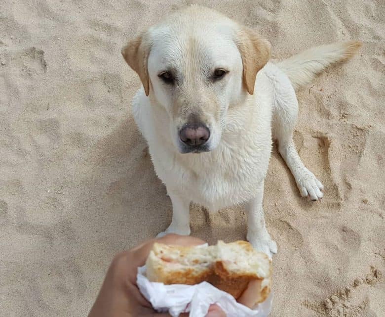 Labrador Retriever dog waiting for the bread snacks