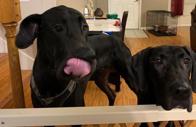 Two adult Great Dane dogs waiting for dinner
