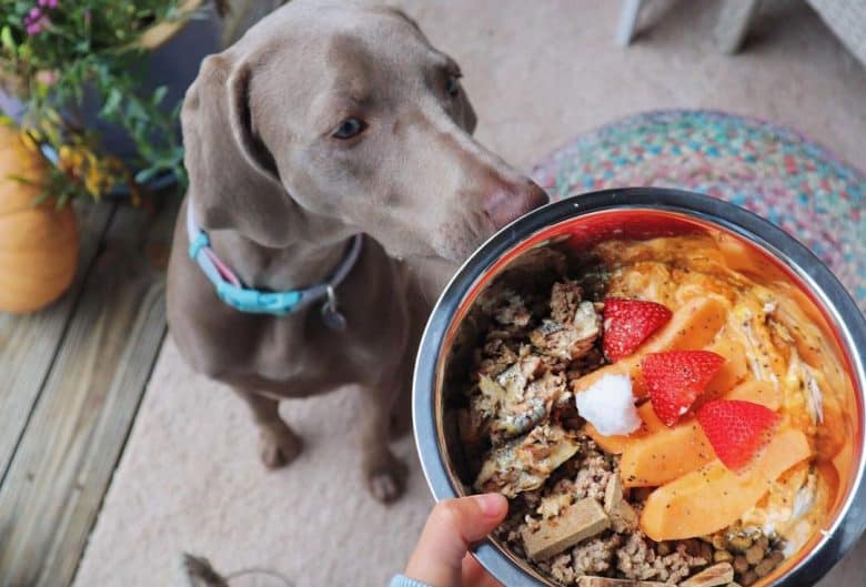 Weimaraner dog excited for beef, fish and fruits breakfast