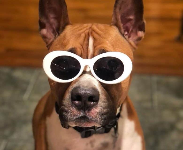 American Staffordshire Terrier dog wearing sun glasses