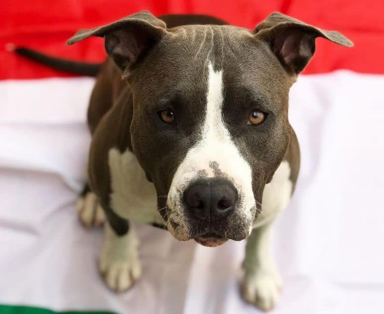 American Staffordshire Terrier portrait