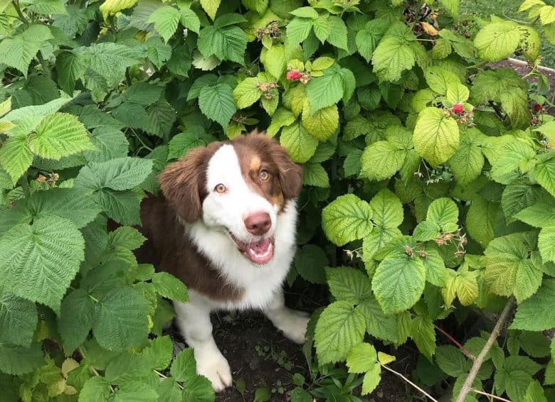 Aussie dog under the raspberries plant