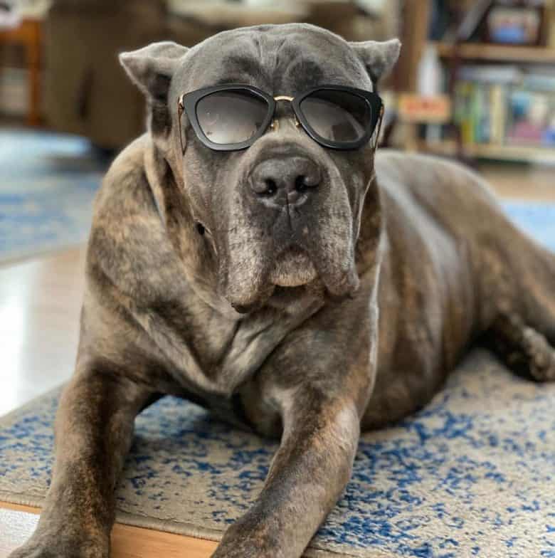 Badass Italian Mastiff dog wearing sun glasses