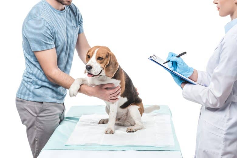 Beagle being checked up by the veterinarian