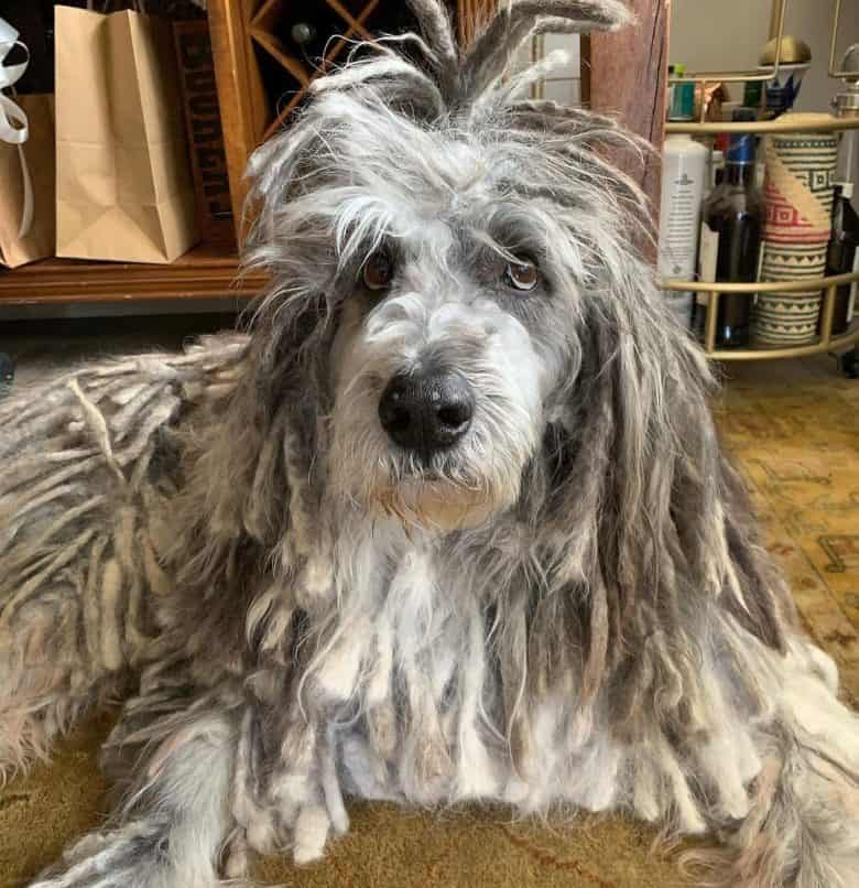 Bergamasco Shepherd being lazy