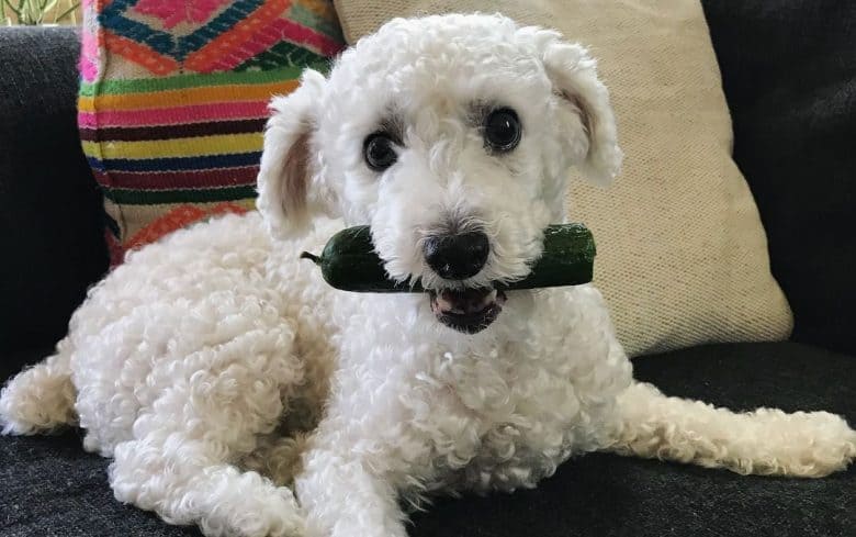 Bichon Poodle mix dog biting a cucumber