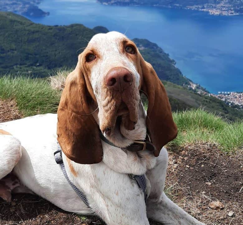 Bracco Italiano taking picture in a stunning background