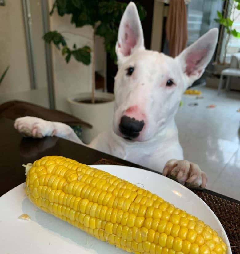 is sweet corn good for dogs