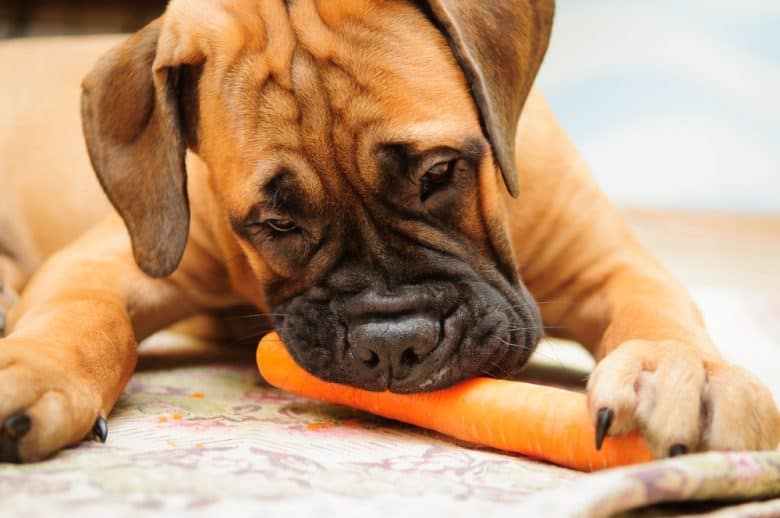 Bullmastiff dog loves to eat carrot