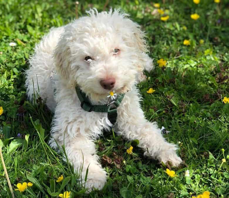 Charming Lagotto Romagnolo puppy