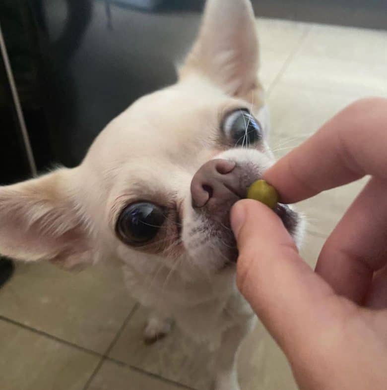 Chihuahua dog eating peas