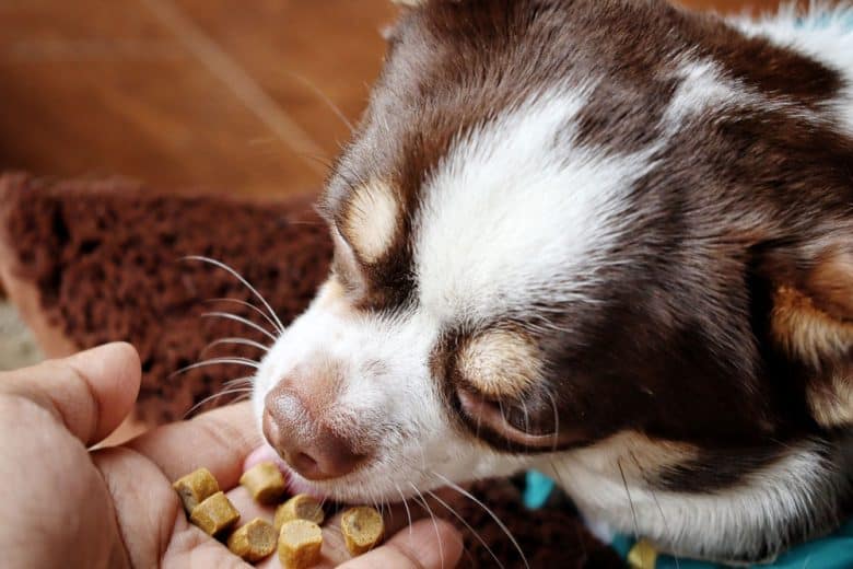 Chihuahua eating dried food on hand