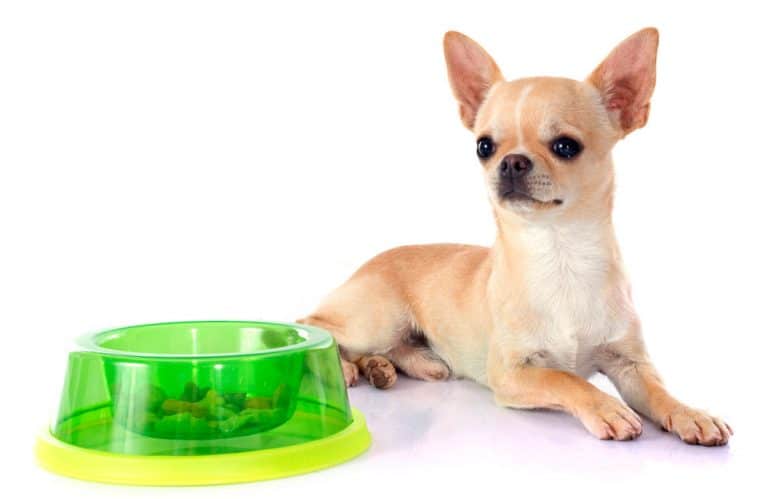 Chihuahua with the yellow green food bowl