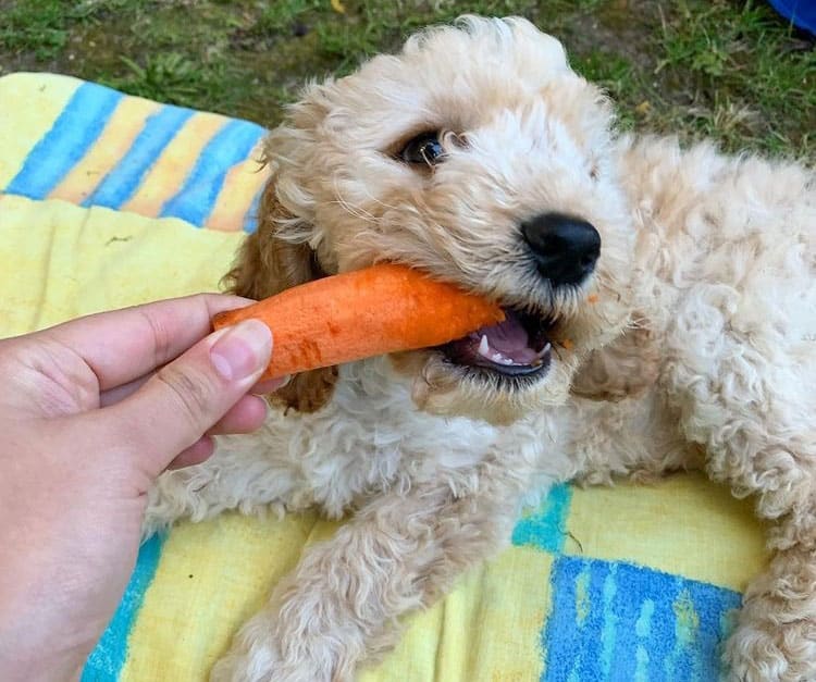 Cockapoo dog chewing carrot outdoor