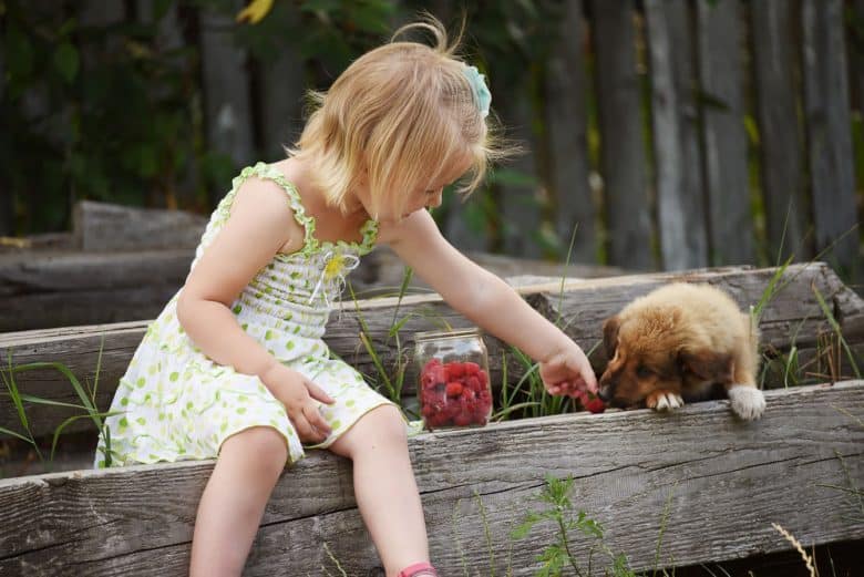 Cute girl feeds a little puppy with raspberries