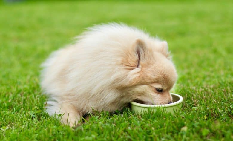 Cute Pomeranian Spitz eating outdoors