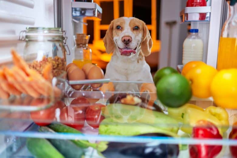 Dog checking food from the refrigerator