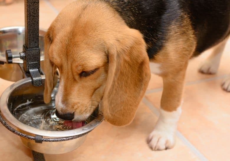 Dog drinking water from a metal bowl