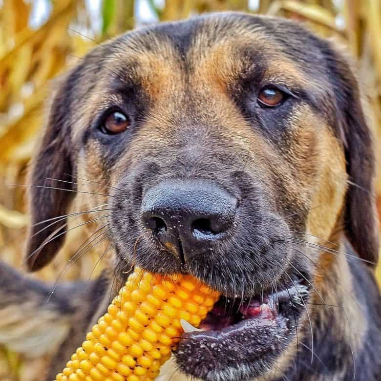 is sweet corn good for dogs