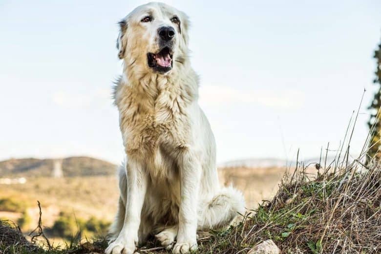 Greek Shepherd sitting in a nice overlooking view