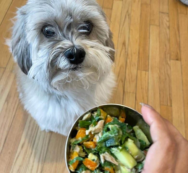Adorable dog waiting for the veggies food
