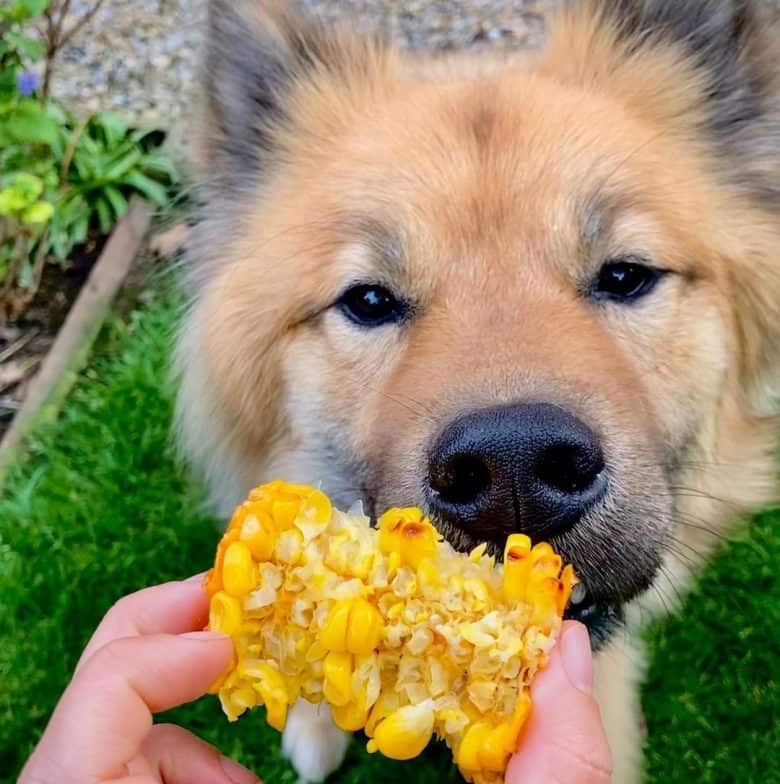 Eurasier dog being feed with corn