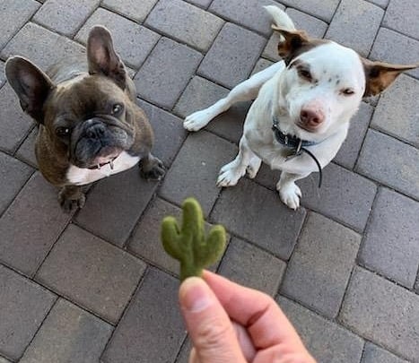 French Bulldog and other dog excited for the spinach treats