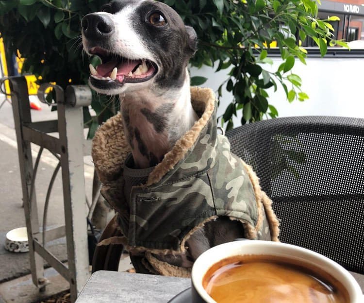 Italian Greyhound wearing camouflage vest
