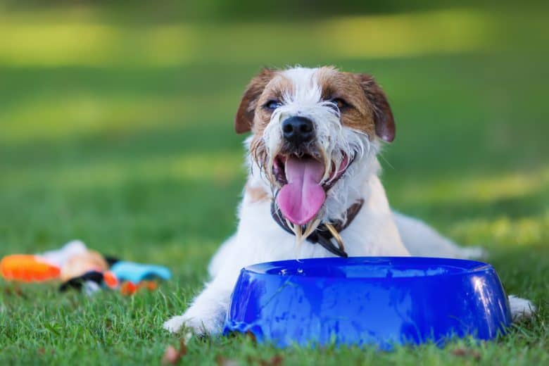Outdoor portrait of a Parson Russell Terrier