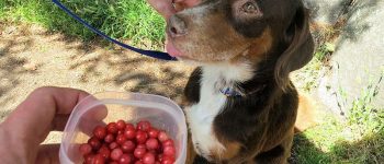 Owner offering cranberries to his dog