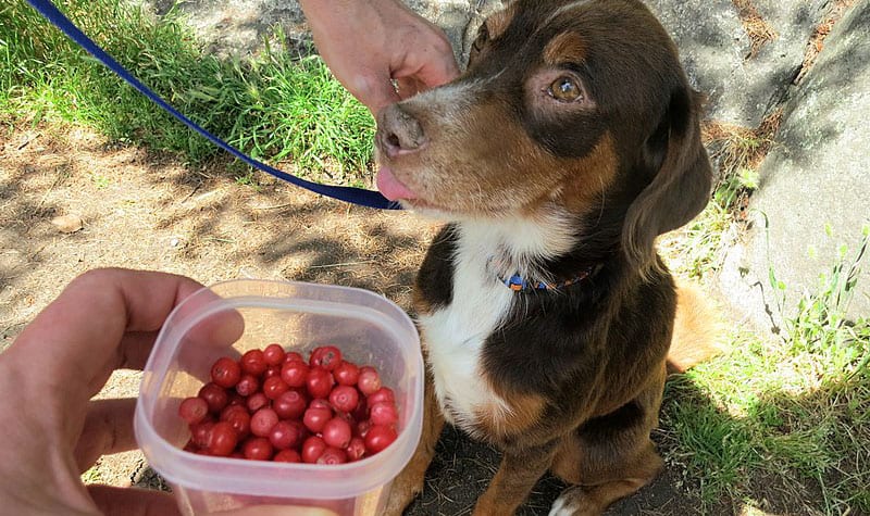 The Pros And Cons To Some Human Foods Can Dogs Eat Cranberries K9 Web